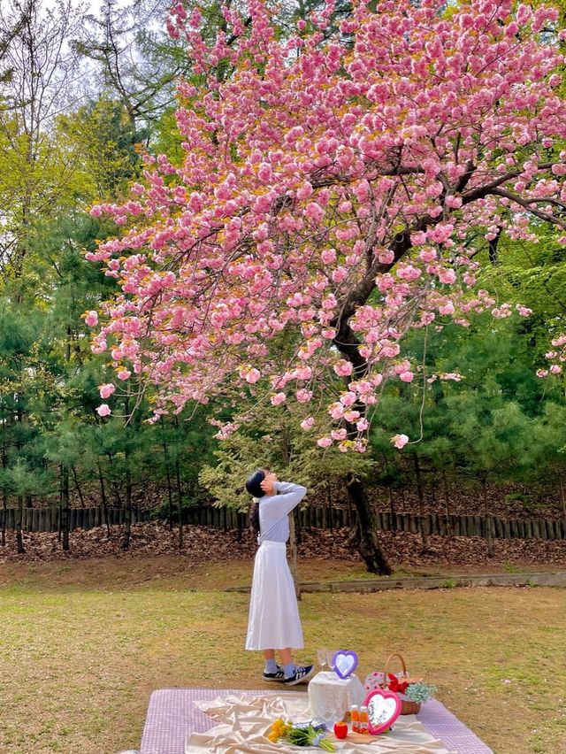 지금 서울에서 가장 예쁜 겹벚꽃 피크닉 스팟🌸