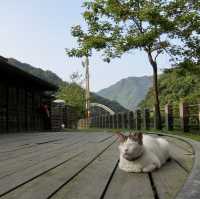 หมู่บ้านแมว Houtong Cat Village 