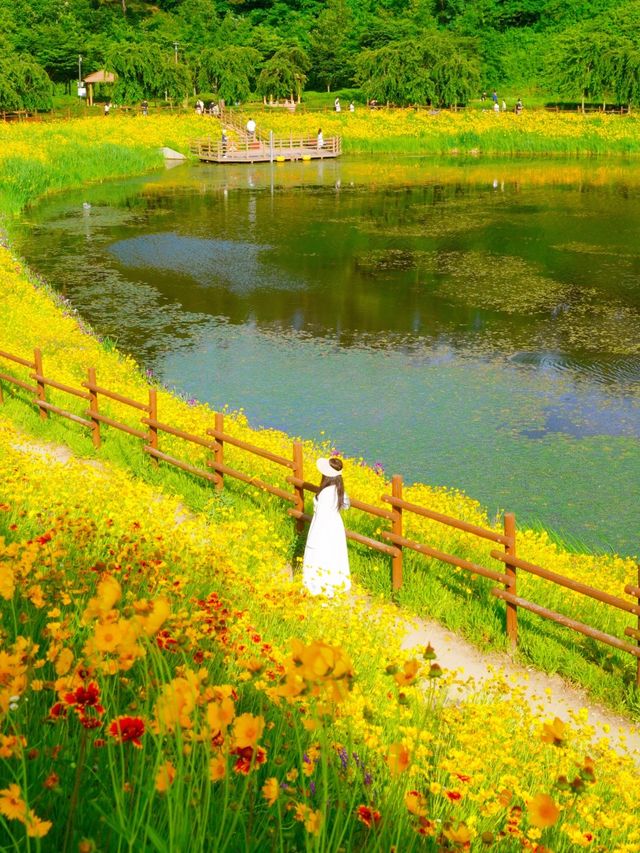 황금빛 금계국으로 만개한 함안 명소 🌼