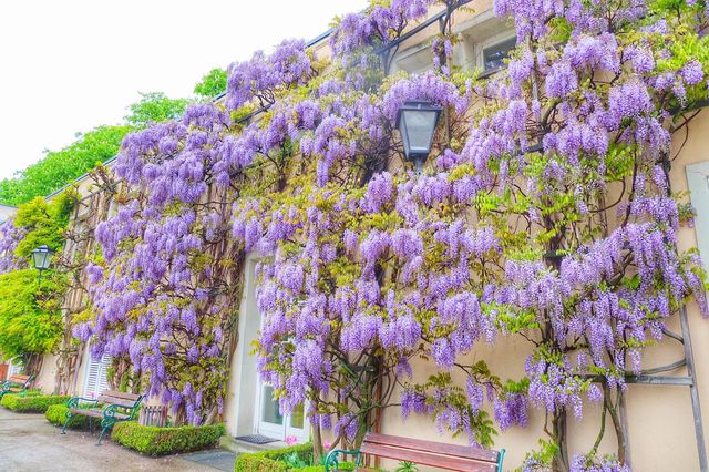 Mirabell Palace and Gardens
