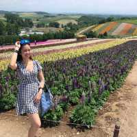 Flowers In Full Bloom In Hokkaido 🌸🌼🌷🌹