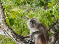 ล่องเรือ 1 Day Trip ภูเก็ต - กระบี่