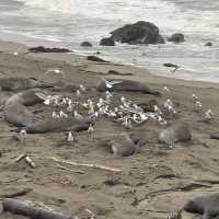 Elephant Seal Vista Point , อเมริกา