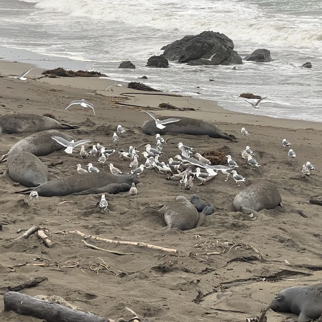 Elephant Seal Vista Point , อเมริกา