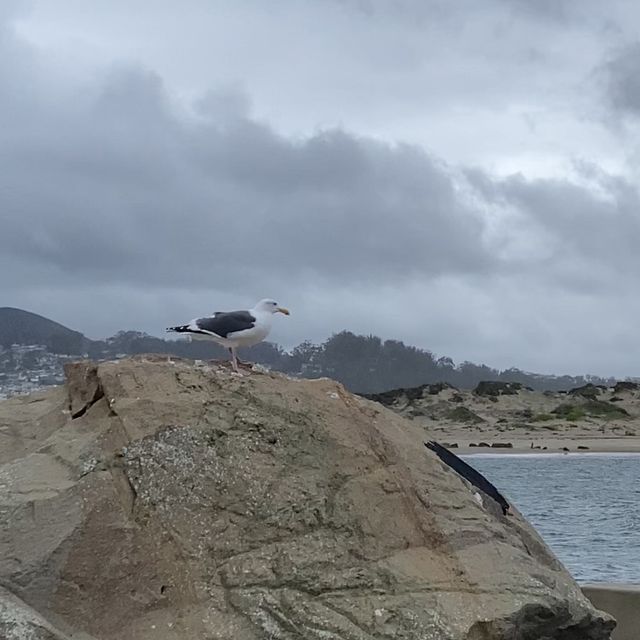 Morro Rock Beach แคลิฟอร์เนีย, อเมริกา