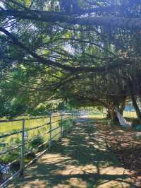 《新北》隱身山區的台菜館 用餐還能逛小型動物園-台灣山豬城