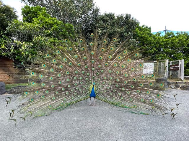【静岡】一風変わった動植物園