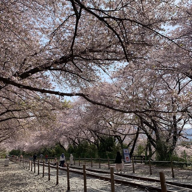 경남의 벚꽃명소 중 하나인, 진해 경화역