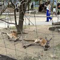 神戶動物王國🐶🐱🐰🐷🐻🦊🐯🐷🐒🐧🦉🐴🐢🐍🐪🦘🦜🦦🐿️🦫🦥🦝