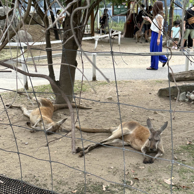 神戶動物王國🐶🐱🐰🐷🐻🦊🐯🐷🐒🐧🦉🐴🐢🐍🐪🦘🦜🦦🐿️🦫🦥🦝