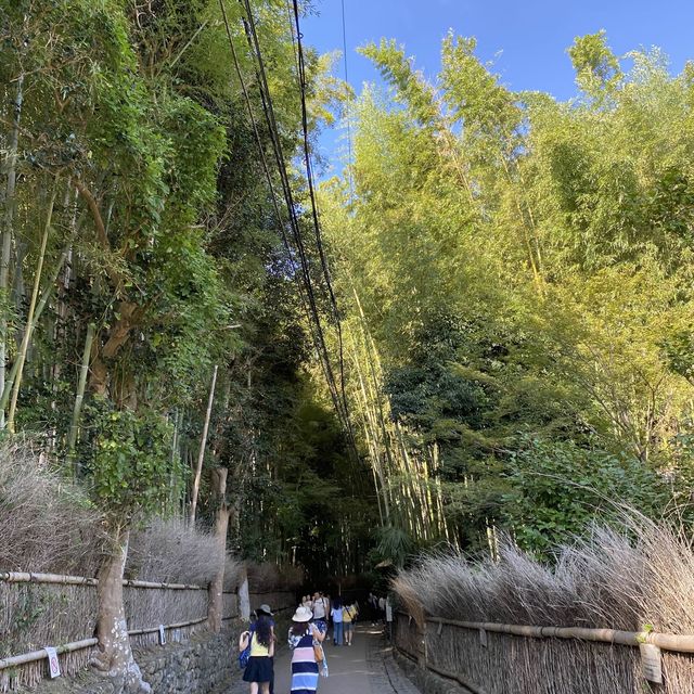 嵐山竹林の小径（ちくりんのこみち）京都の人気観光スポット