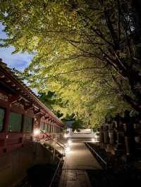 【東京都/上野東照宮】夜間ライトアップ