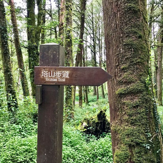 The Gorgeous Alishan Nature Reserve