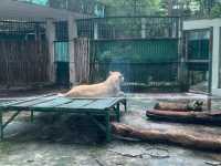 ベトナム　ベトナム観光　アジア最古のサイゴン動植物園で幻のトラを見てきた！