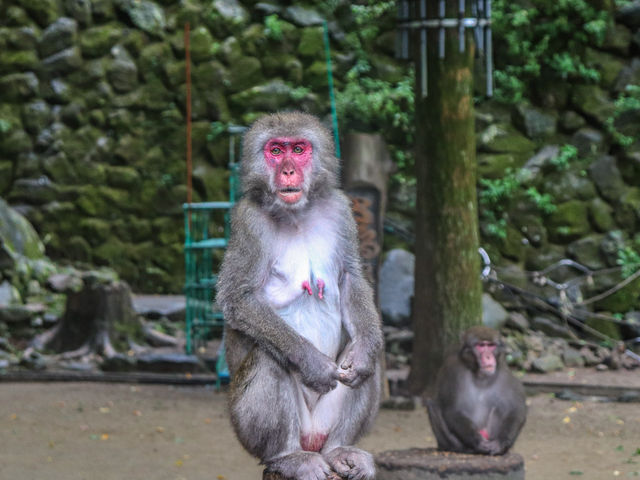 【大分県】 ニホンザルの聖地「高崎山自然動物園」🐒