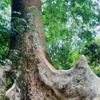 【インドネシア】壮大な植物園　“Kebun Raya Bogor”