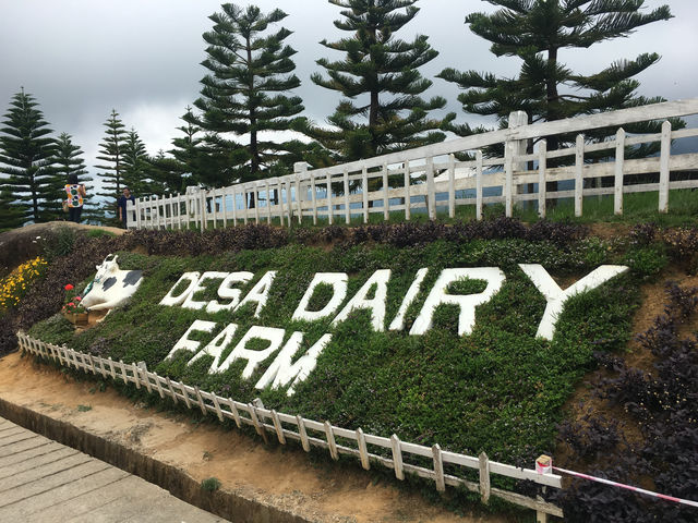Desa Cattle Dairy Farm