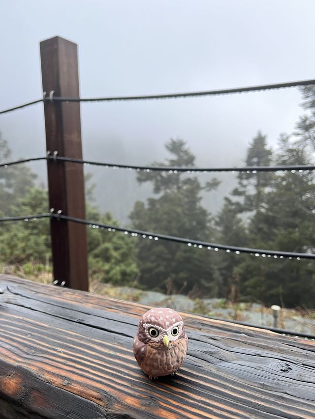 🏔️ 台灣最高峰玉山 3952 公尺🚩台灣百岳挑戰成功！