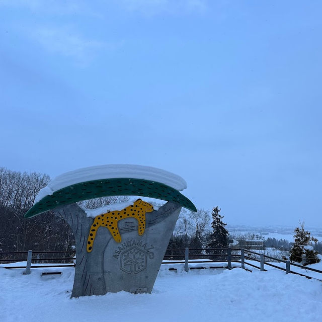 Asahiyama Zoo 