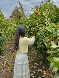 🍊이색체험 카페 어린왕자 감귤밭 귀여운 동물이 한가득해요 🍊