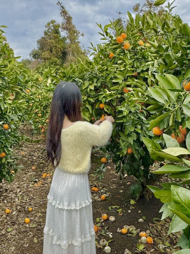 🍊이색체험 카페 어린왕자 감귤밭 귀여운 동물이 한가득해요 🍊