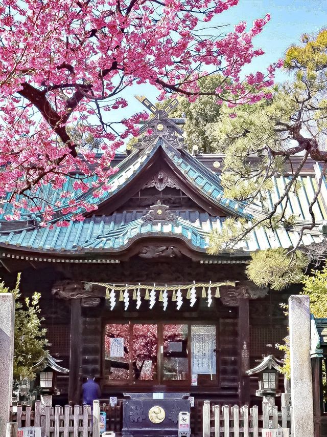 【東京】既に満開の桜が咲くパワースポット