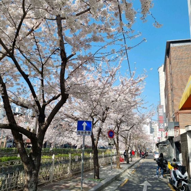 서울 벚꽃명소 성북천 벚꽃만개