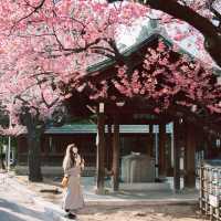 【東京】飛行機✈️×桜🌸を楽しめる「荏原神社」が見ごろになりました！