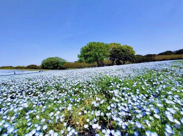 Uminonakamichi Seaside Park