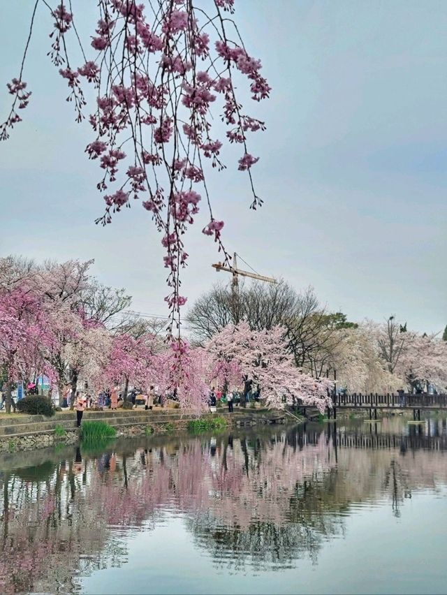 실물최고 최애벚꽃 스팟이 되버린 연지못🌸