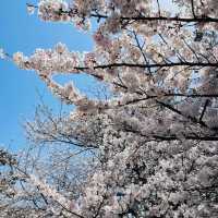 🌸ชมวิวปราสาทโคคุระท่ามกลางดอกซากุระบานสะพรั่ง