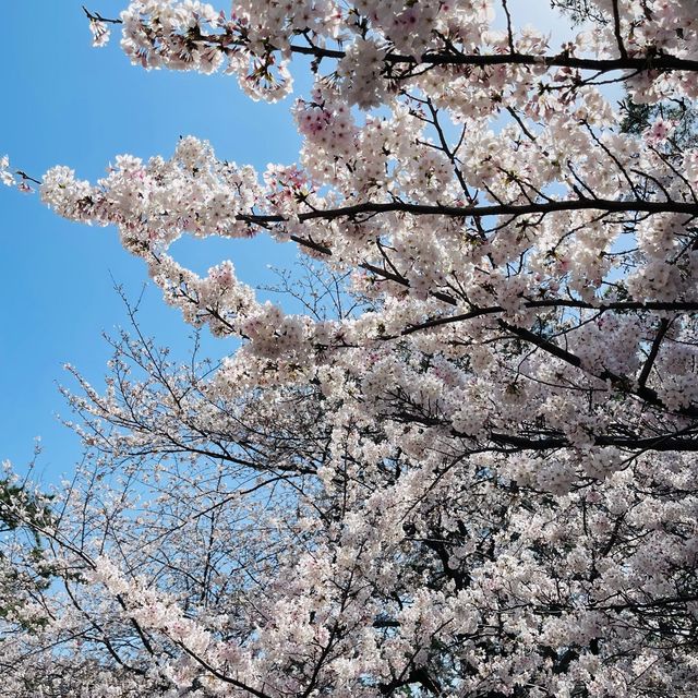 🌸ชมวิวปราสาทโคคุระท่ามกลางดอกซากุระบานสะพรั่ง