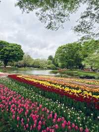 【立川】昭和記念公園の桜とチューリップは、絶対に見てほしい