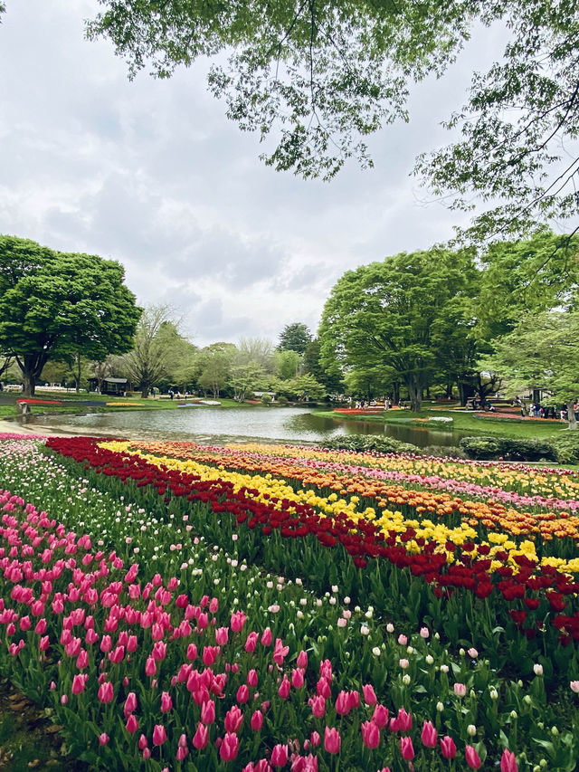 【立川】昭和記念公園の桜とチューリップは、絶対に見てほしい