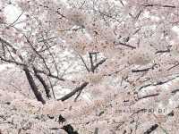 สวนโยโยกิ Yoyogi Park 🌸