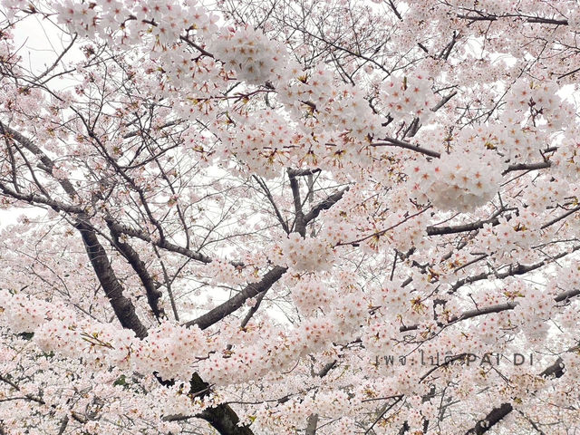 สวนโยโยกิ Yoyogi Park 🌸