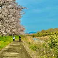 北神山の桜並木