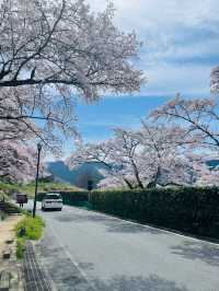 【奈良県】桜が美しい春の国営飛鳥歴史公園