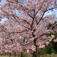 Spring in Kanazawa