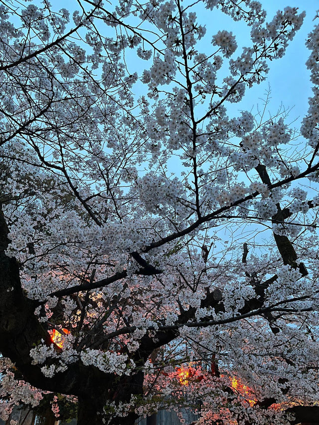 🌸2024【東京】上野恩賜公園：櫻花季，豐富文化體驗