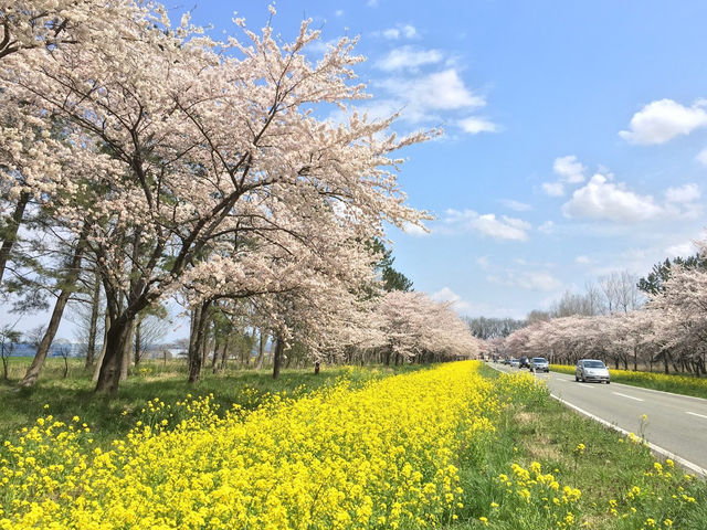 「秋田櫻花與油菜花之路」：🌸春天賞櫻、油菜花，免費停車位