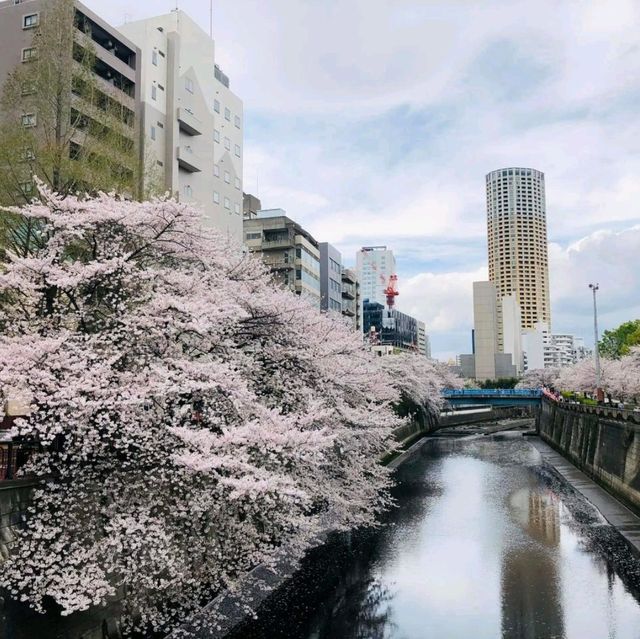 🪷 Heaven Flower Meguro River 🇯🇵