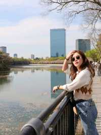 ที่ชมซากุระในเมืองโอซาก้า วันเดียวก็เที่ยวได้!
