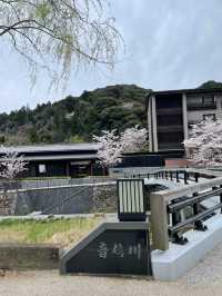 【山口県】音信川から桜を楽しむ