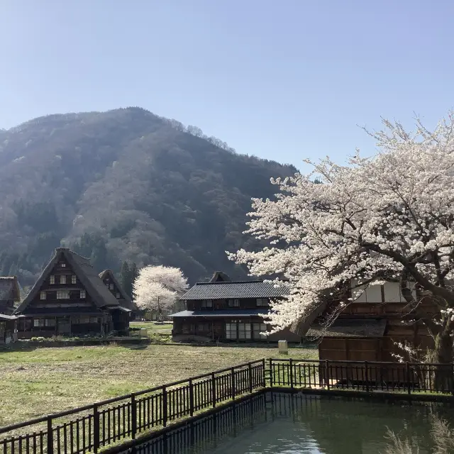 五箇山の桜