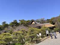 桜が楽しめる三溪園@横浜　〜春〜　🌸