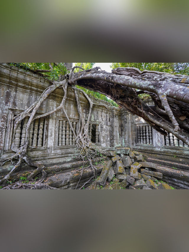 【カンボジア・シェムリアップ】ベンメリア遺跡〘観光〙