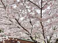 ถ่ายรูปซากุระที่ศาลเจ้า Sumiyoshi Shrine 