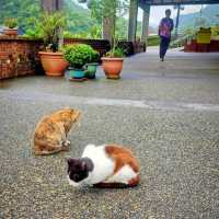 หมู่บ้านแมว Houtong Cat Village 