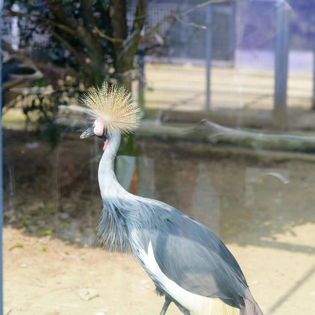 【大阪天王寺動物園】生機勃勃的大自然奇境，感受奔放野性